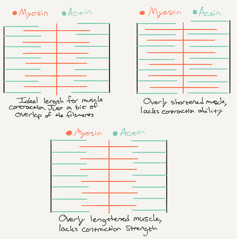 A diagram of muscle’s length-tension relationships and how proteins have to overlap just right.